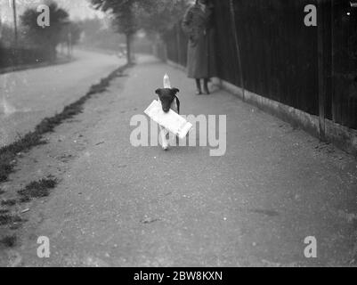 Le terrier de Mme Carr portant le journal The Times . 1er novembre 1936 Banque D'Images