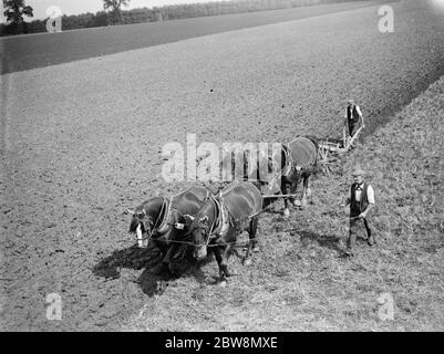 Une équipe de quatre maisons labourant un grand champ dans le Kent . 1935 Banque D'Images