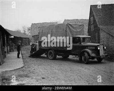 Chargement de bétail sur un camion à Burnham Grove Farm , Burham , Buckinghamshire . 1937 Banque D'Images