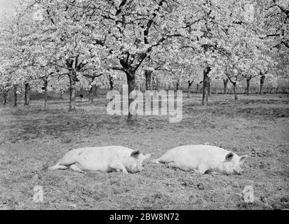 Les porcs dans un verger wallow dans la boue . 1936 . Banque D'Images