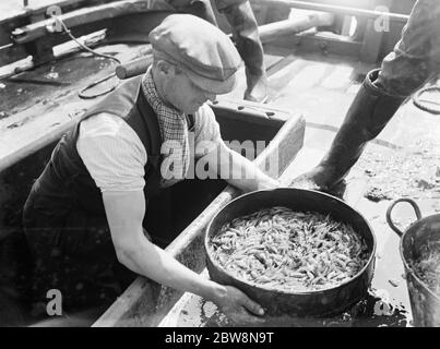 Un creman lave les crevettes fraîchement pêchées . 1936 Banque D'Images