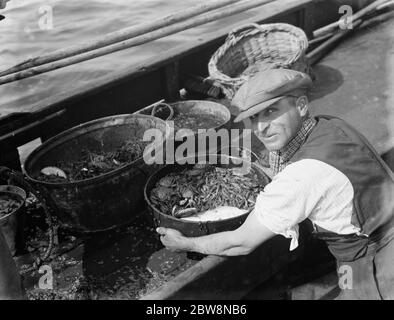 Un creman lave les crevettes fraîchement pêchées . 1936 Banque D'Images