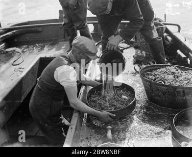 Un creman lave les crevettes fraîchement pêchées . 1936 Banque D'Images