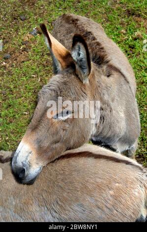 Deux ânes du zoo de la forêt tropicale de Panaewa sur la grande île d'Hawaï montrent de l'affection l'un pour l'autre. Ces deux ânes ont un marquage spécial sur Banque D'Images