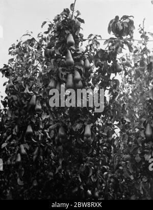 Pear Trees à la station de recherche East Malling, journée ouverte dans le Kent . 1938 Banque D'Images