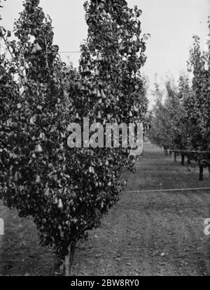 Pear Trees à la station de recherche East Malling, journée ouverte dans le Kent . 1938 Banque D'Images