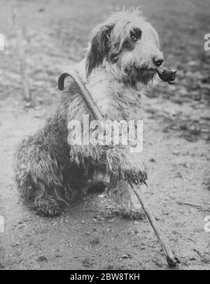 Le chien de berger de M. Groombridge se pose avec un tuyau et un bâton de marche . 1936 Banque D'Images