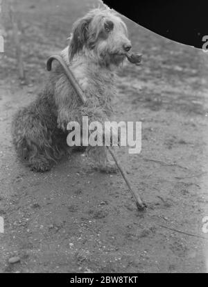 Le chien de berger de M. Groombridge se pose avec un tuyau et un bâton de marche . 1936 Banque D'Images