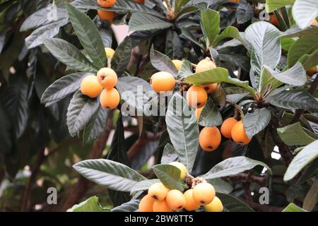 abricots poussant sur un arbre Banque D'Images