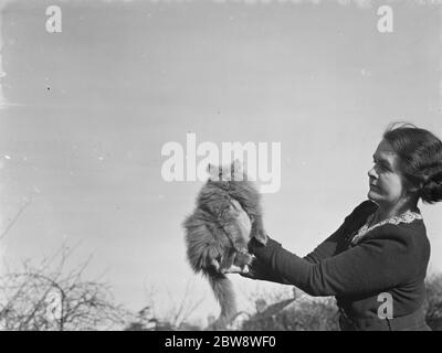 La Mayoress de Bexley , Mme Buckingham tenant son prix Cat . 1938 Banque D'Images