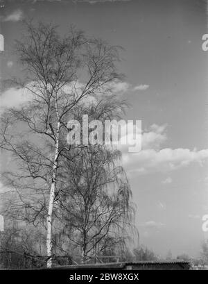 Bouleau argenté à Sidcup , Kent . 1939 Banque D'Images