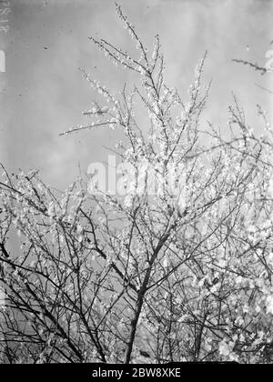 Fleurs de Blackthorn à Farningham, Kent 1938 Banque D'Images