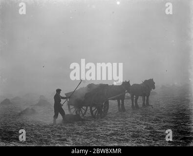 Un agriculteur répand du fumier à partir d'un cheval et d'une charrette le matin de février à Allington, dans le Kent . 1939 . Banque D'Images