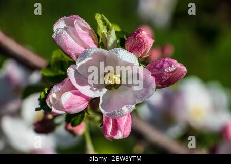 Gros plan de la rosée du matin, bourgeons et fleurs de pomme roses et blanches Banque D'Images