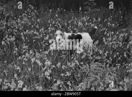 Tony, le chien de M. Topham, parmi quelques cloches . 1939 Banque D'Images