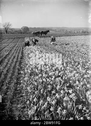 Les hommes cueillant des jonquilles dans les champs de Swanley pour la récolte de jonquilles . 15 mars 1938 Banque D'Images