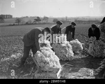 La récolte de jonquilles à Swanley dans le Kent . ( groupage ) . 15 mars 1938 Banque D'Images