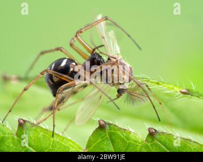 Jolie araignée très minuscule (famille des Linyphiidae) se nourrissant d'un médge non mordant (famille des Chironomidés). Marais salin de Boundary Bay, Delta (Colombie-Britannique), C Banque D'Images