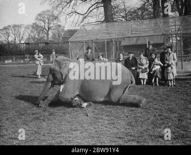 Entraînement à l'éléphant , entraîneur sous l'éléphant , Maidstone . Kent . 31 mars 1938 Banque D'Images