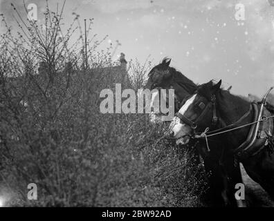 Une équipe de chevaux de travail s'arrête pour un en-cas de la fleur de Blackthorn à Farningham dans le Kent . 1936 Banque D'Images