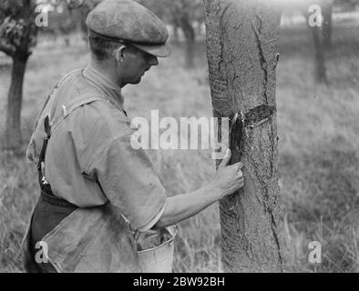 Un homme est stickybanding un arbre fruitier pour empêcher les insectes de ramper vers le haut . 1939 . Banque D'Images