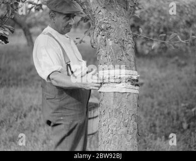 Un homme est stickybanding un arbre fruitier pour empêcher les insectes de ramper vers le haut . 1939 . Banque D'Images