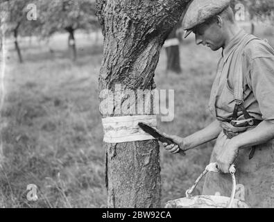 Un homme est stickybanding un arbre fruitier pour empêcher les insectes de ramper vers le haut . 1939 . Banque D'Images