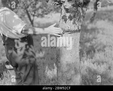 Un homme est stickybanding un arbre fruitier pour empêcher les insectes de ramper vers le haut . 1939 . Banque D'Images