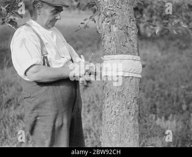 Un homme est stickybanding un arbre fruitier pour empêcher les insectes de ramper vers le haut . 1939 . Banque D'Images