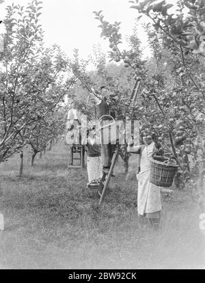 Cueillette de pommes dans un verger . 1939 Banque D'Images