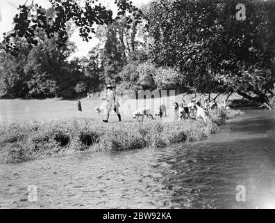 Chasse aux loutre sur les rives de la rivière Darent . 1939 Banque D'Images