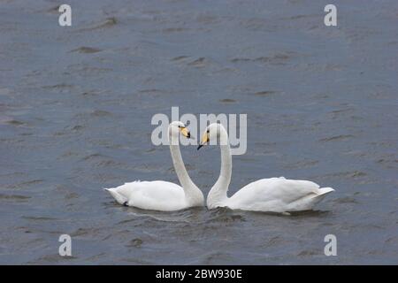 Whooper Swan, Cygnus cygnus, paire d'adultes courrant. En mars. Welney, Norfolk, Royaume-Uni Banque D'Images