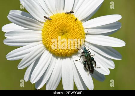 Bétle à pattes épaisses - Oedemera nobilis sur Daisy à oeil - Leucanthemum vulgare avec papillons de pied - Glyphipterix simpliciella Banque D'Images