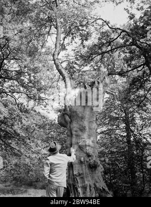 Les branches d'un bouleau poussent la coque creuse d'un vieux chêne . 1938 Banque D'Images