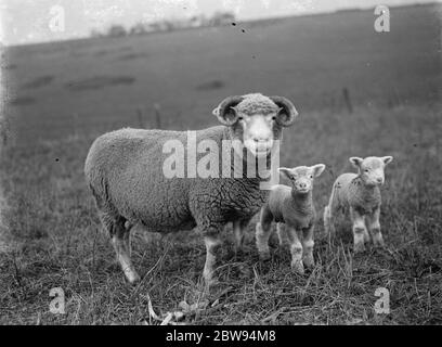 Ewa avec ses agneaux sur un terrain à Eynsford , Kent . 1936 Banque D'Images