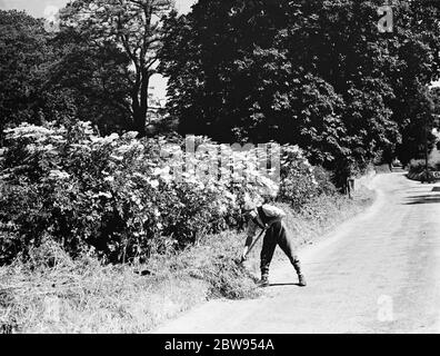 La berge des baies de sureau s'épanouissent dans les ruelles de Farningham , dans le Kent . 1936 Banque D'Images