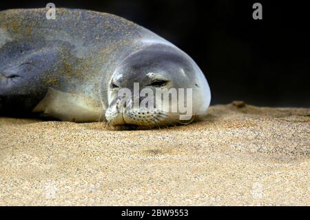 Le phoque moine menacé et protégé ouvre les yeux après avoir passé la nuit sur la plage de Kauai, à Hawaï. Gros plan de la tête. Banque D'Images