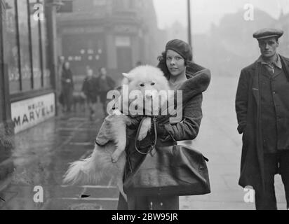 En arrivant pour le spectacle canin de Cruft , le plus grand du monde . Cruft's Dog Show , le plus grand salon du monde , au cours duquel plus de 3400 entrées de tous types de chiens sont présentées au Agricultural Hall , Islington , Londres . Mlle Scott White porte son Samoyed Snow Boy de l'Arctique , à son arrivée au spectacle , pour le garder hors de la terre boueuse . 8 février 1933 Banque D'Images