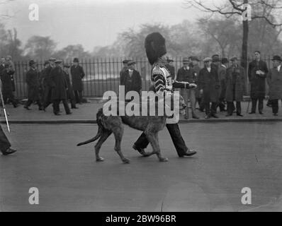 La mascotte de Wolfdrier, de Irish Guards, dirige une bande de Coldstream Guards à la répétition de la cérémonie de Trooping The Color à Londres. La mascotte irlandaise de Wolfboy des Irish Guards dirigée par un batteur à la tête du groupe Coldstream Guards , Qui a pris la place du groupe de gardes irlandais , à la répétition de la cérémonie de Trooping de la couleur sur la parade des gardes à cheval , Londres , en l'honneur de l'anniversaire du Roi . La mascotte irlandaise de Wolfboy des Irish Guards , marchant avec le batteur sur le terrain de la parade des Horse Guards , Londres . 4 mai 1932 Banque D'Images