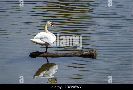 Muet cygne perché sur un tronc d'arbre flottant sur l'eau d'un lac. Banque D'Images