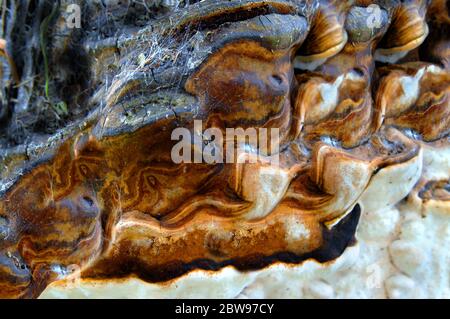 Des champignons sauvages se sont accrotés au tronc d'un arbre koa sur la Grande île d'Hawaï. Banque D'Images