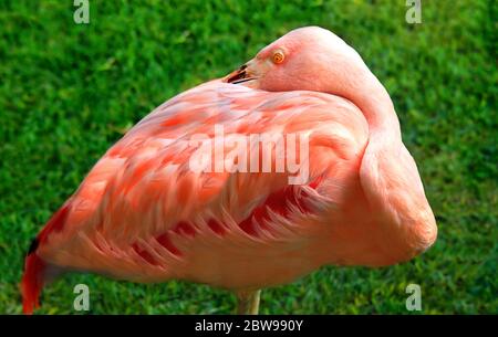 Big Island d'Hawaii, station, s'efforce de garder les terrains aussi tropicaux que possible avec des expositions d'oiseaux colorés comme ce flamant. Il a son bec Banque D'Images