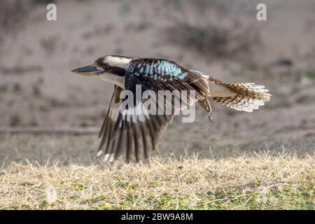 Rire de Kookaburra en vol avec les ailes vers le bas Banque D'Images