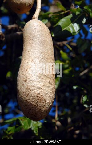 De longs fruits en forme de pomme de terre pend dans la voûte d'un arbre appelé 'arbre de l'utilisation' sur la grande île d'Hawaï. Banque D'Images