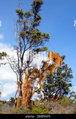 Les cheveux du diable, Cassytha filiformis, poussent dans des vignes jaunâtres orange et stringy provenant de cet arbre Ohi'a dans le parc national des volcans sur la Grande île de Hawai Banque D'Images