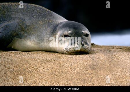 Monk Seal se trouve sur la plage de Kauai, Hawaï. Les yeux sont ouverts et il vous regarde directement. Banque D'Images
