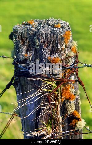 Le lichen, la mousse, l'herbe et la moisissure poussent des crevasses dans le poste de clôture en décomposition sur la Grande île d'Hawaï. Le fil rouillé et le fil barbelé sont enveloppés de rouille Banque D'Images