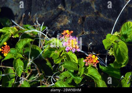 Robuste, robuste et florissant, ce Lantana fleurit en plus de la roche de lave noire trouvée dans le parc national des volcans d'Hawaï sur la grande île d'Hawaï. Banque D'Images