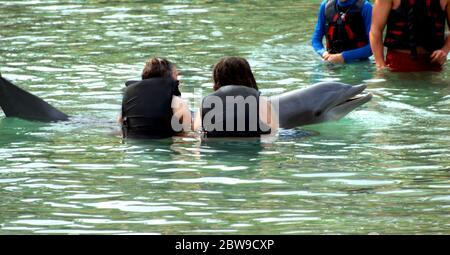 Le dauphin à nez de bouteille permet aux participants de le tenir dans les eaux peu profondes d'une piscine de station. Le programme permet aux touristes d'interagir avec les dauphins. Banque D'Images