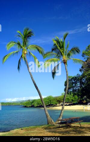 Un ciel bleu vif encadre deux palmiers séparés sur une plage sur la côte de Kohala sur la grande île d'Hawaï. Les nageurs apprécient la plage en pente douce. Banque D'Images